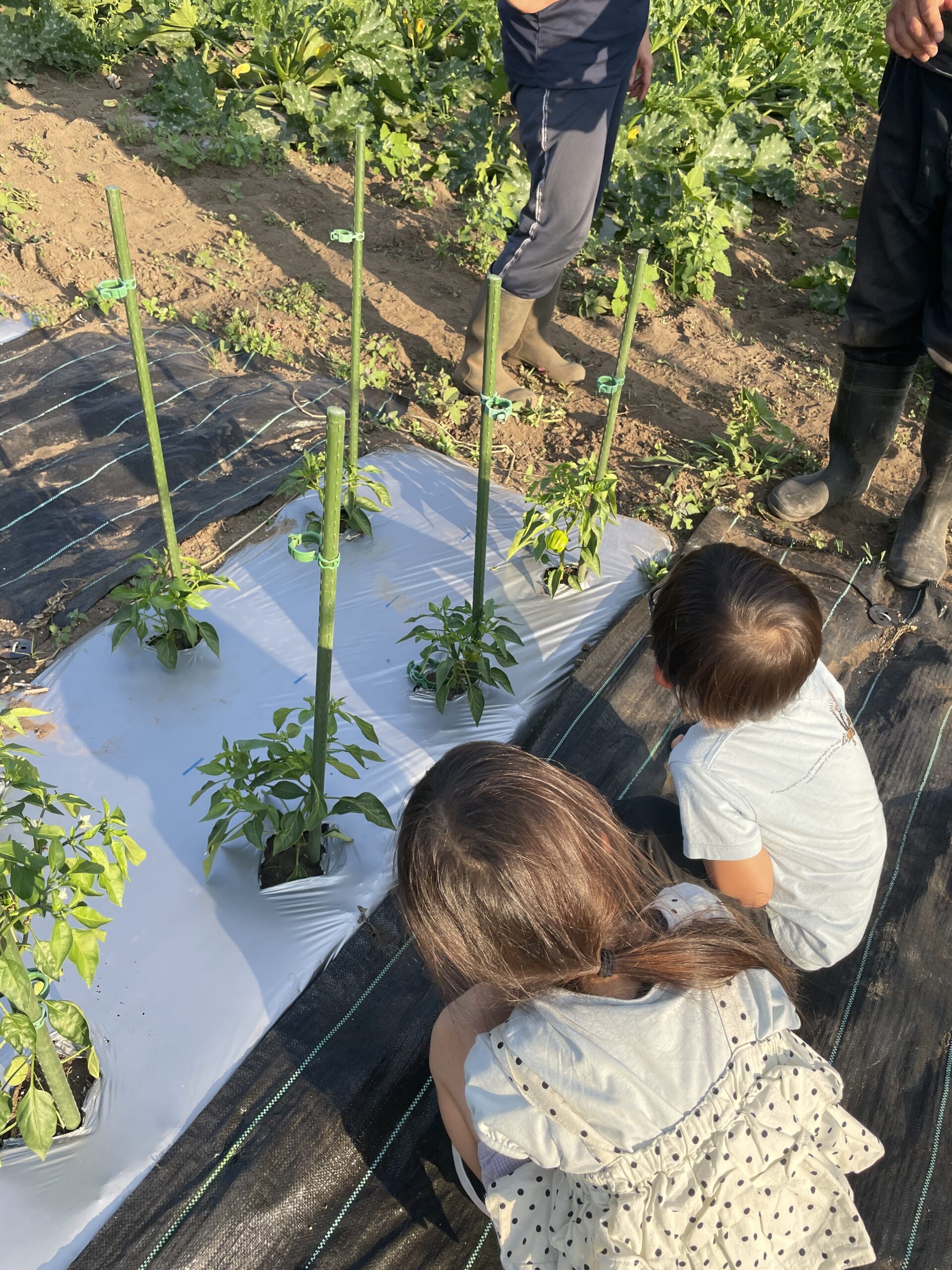 詳しくレポート 佐久市オーガニック野菜ー八菜農園 はっさいのうえん ー畑や食べた感想など